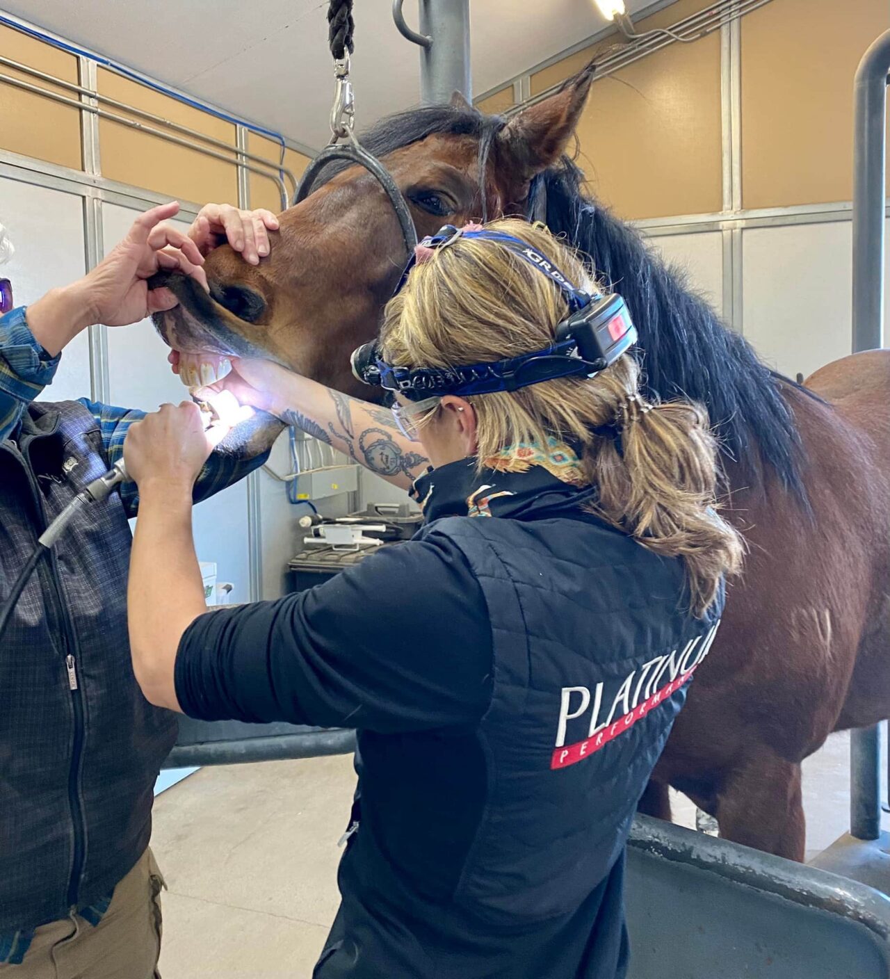 Best Veterinary Hospital In Bella Vista, CA Above And Beyond Animal Care