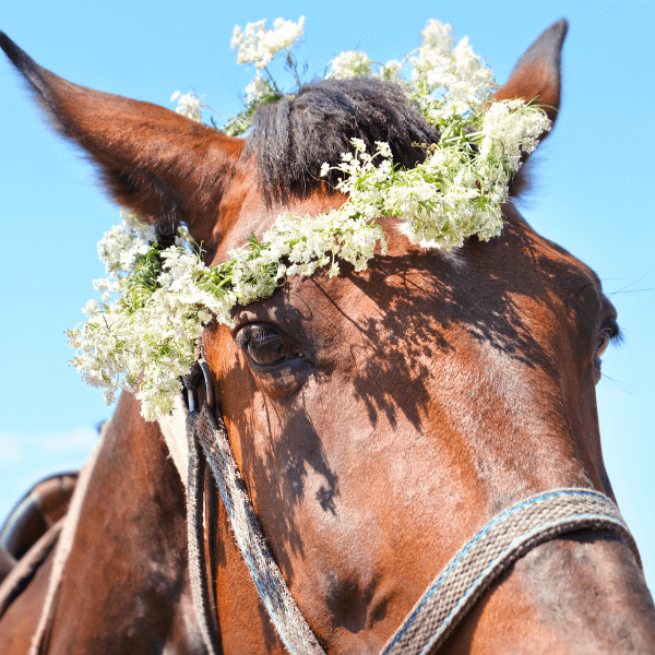 horse in flower crown