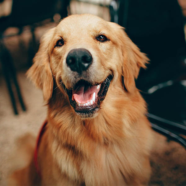 A dog sitting on a chair