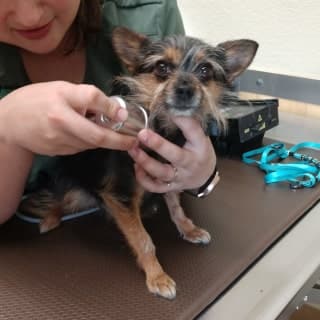Doctor checking a puppy