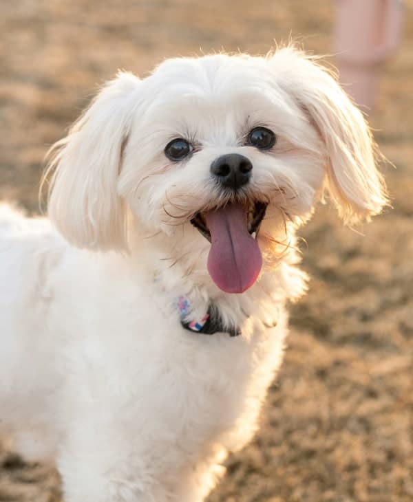 Happy fluppy dog standing while showing tongue