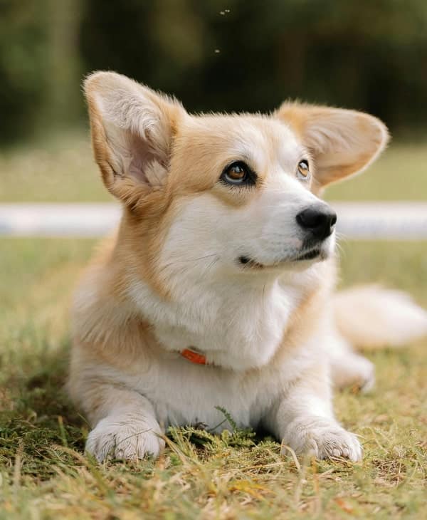 Cute dog relaxing on grass