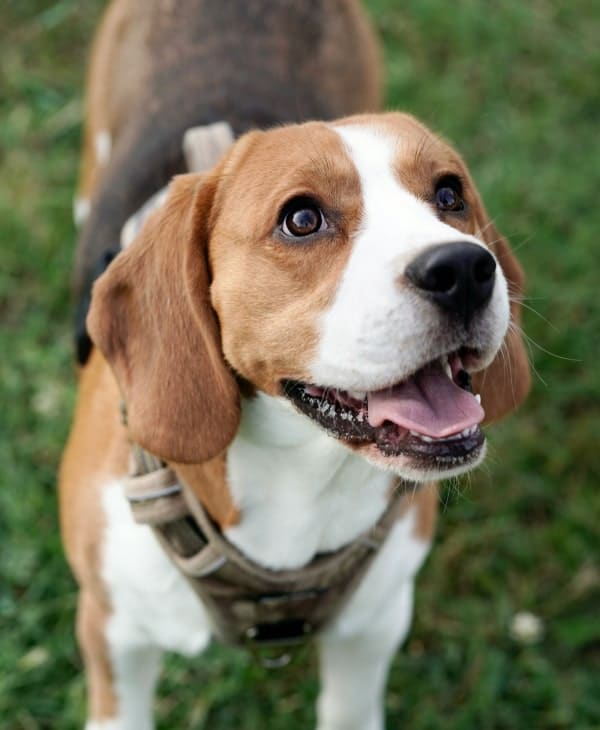 Happy dog looking curiously