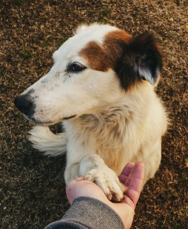 Man holding his dogs hand while the dog is sitting on grass