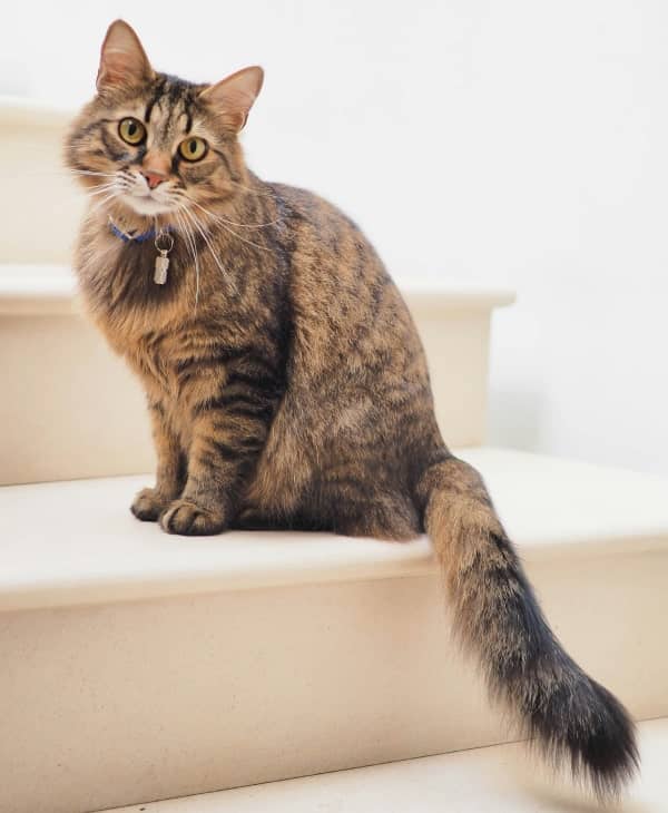 Cat with long tail sitting on stairs