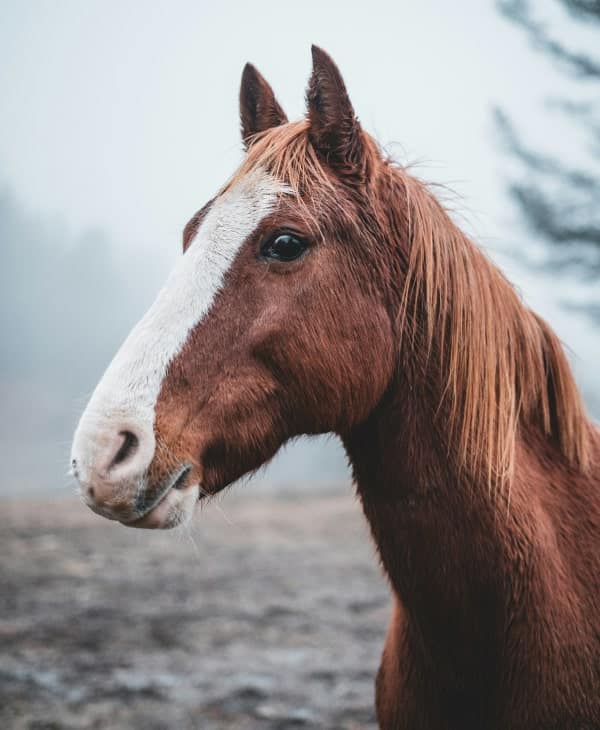 Horse in the wild