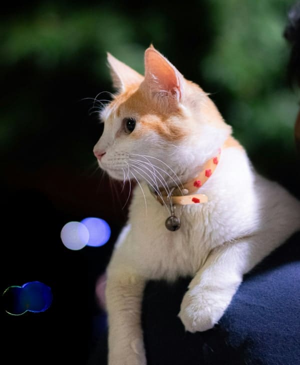 White cat with collar sitting