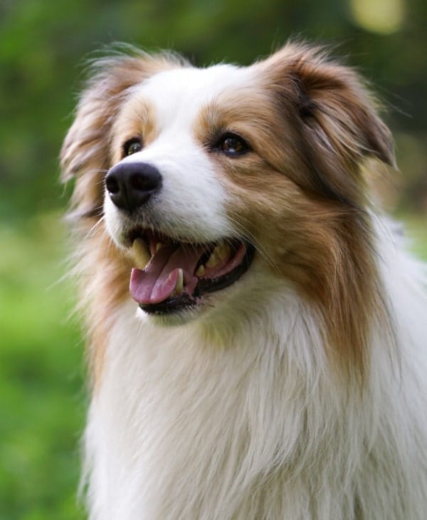 Happy fluppy dog walking in park