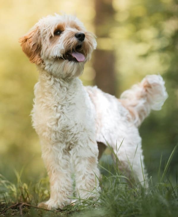 Happy white fluppy dog looking curiously