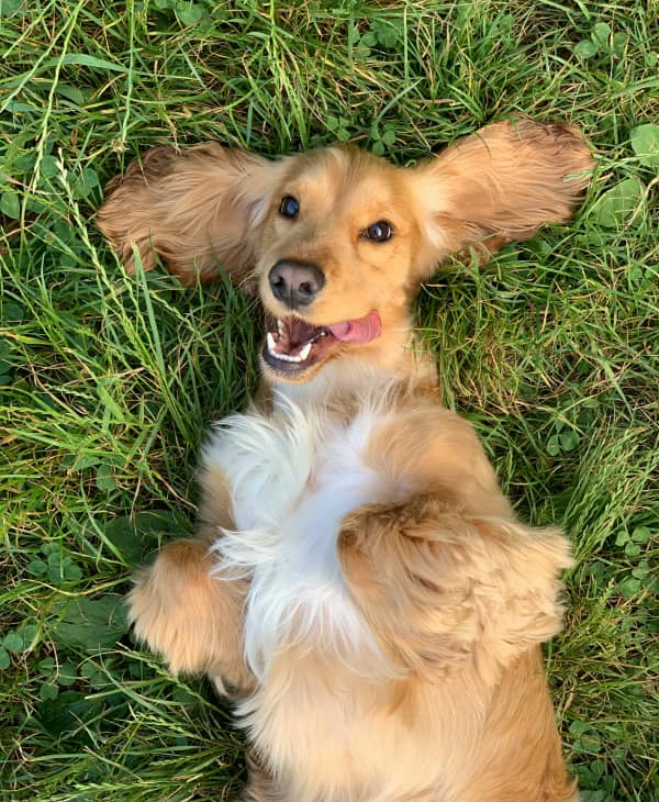 Happy dog lying on grass