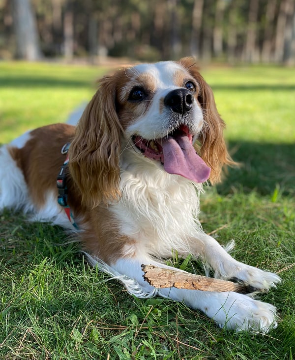Happy dog sitting on grass and relaxing