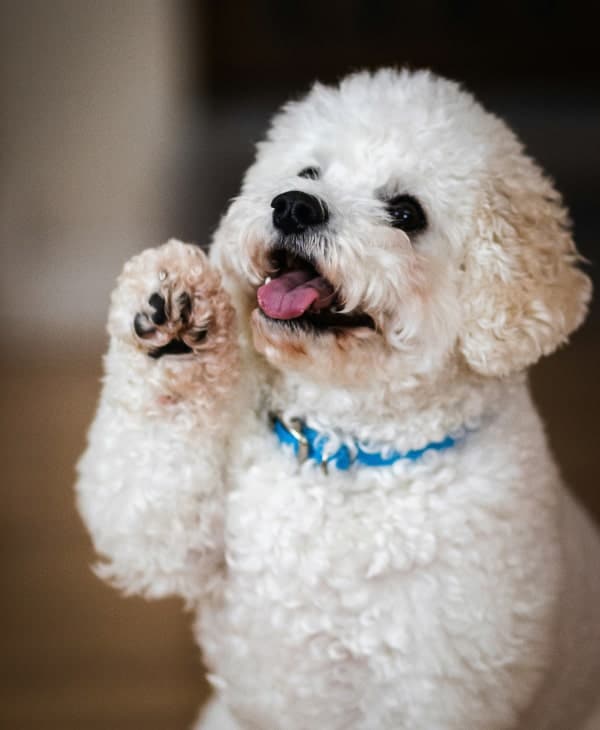 Cute fluppy puppy sitting and licking his feet