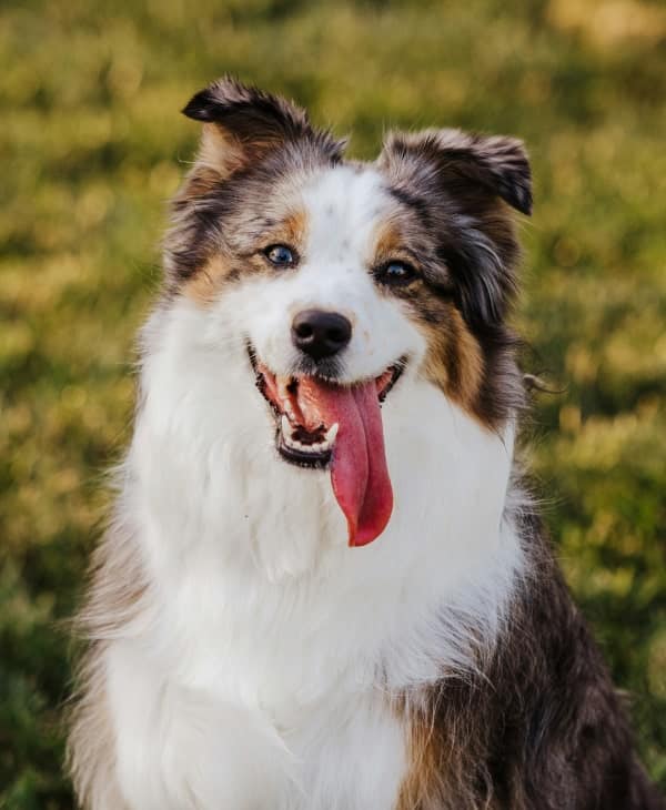 Happy pet dog sitting on a filed