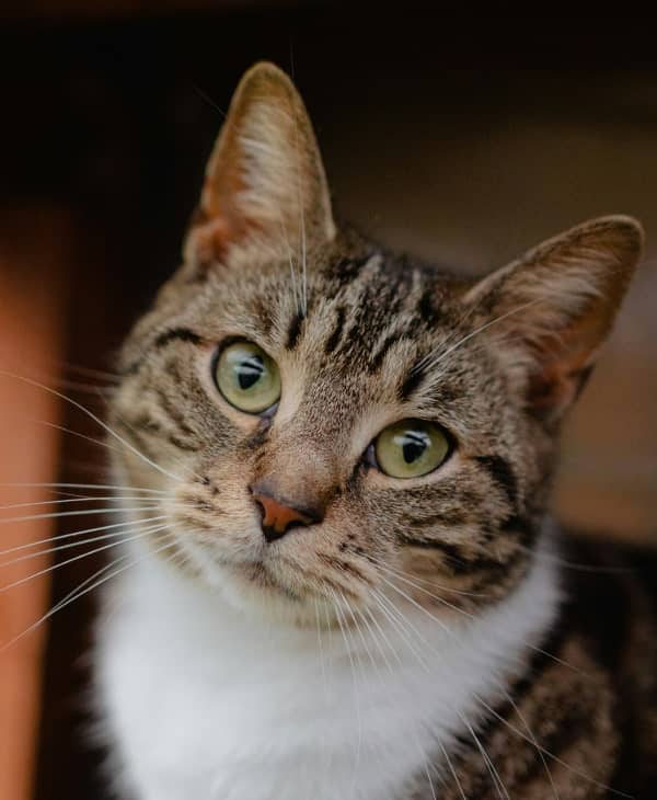 Pet cat sitting and looking curiously
