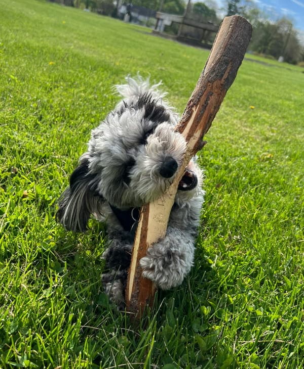 Fluppy dog chewing a wooden stick