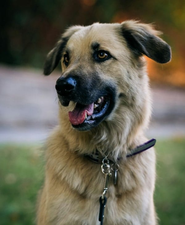 Happy dog looking curiously