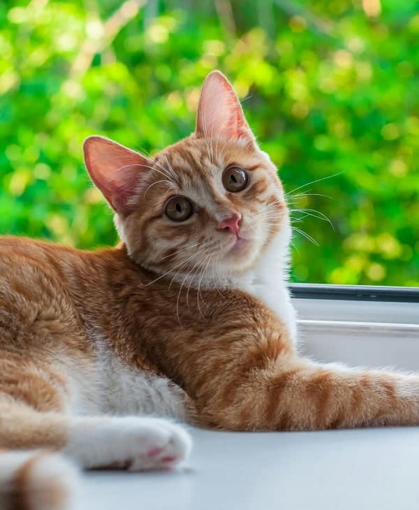 Curious pet cat looking while laying down