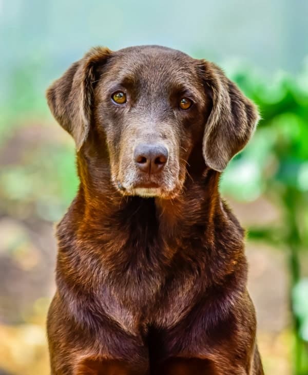 Dark brown old dog sitting