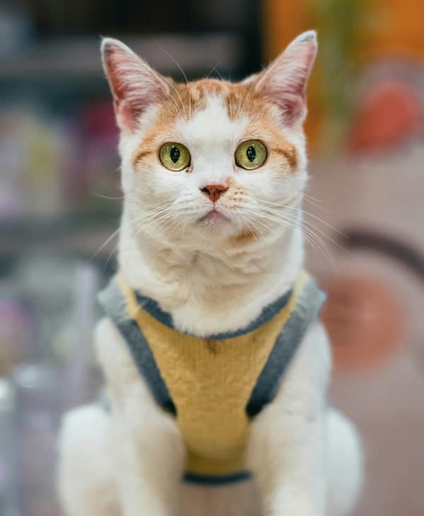 White pet cat sitting