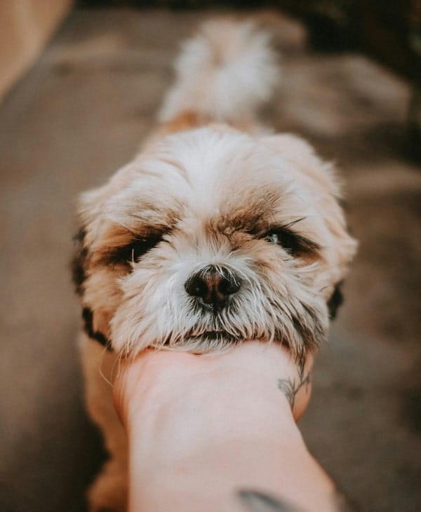 Man holding pet face in hands with care