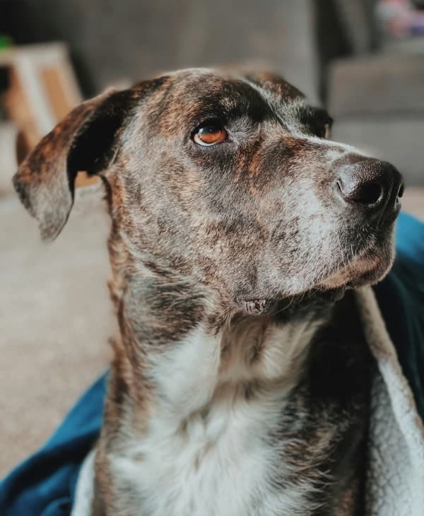 Pet dog sitting on a chair