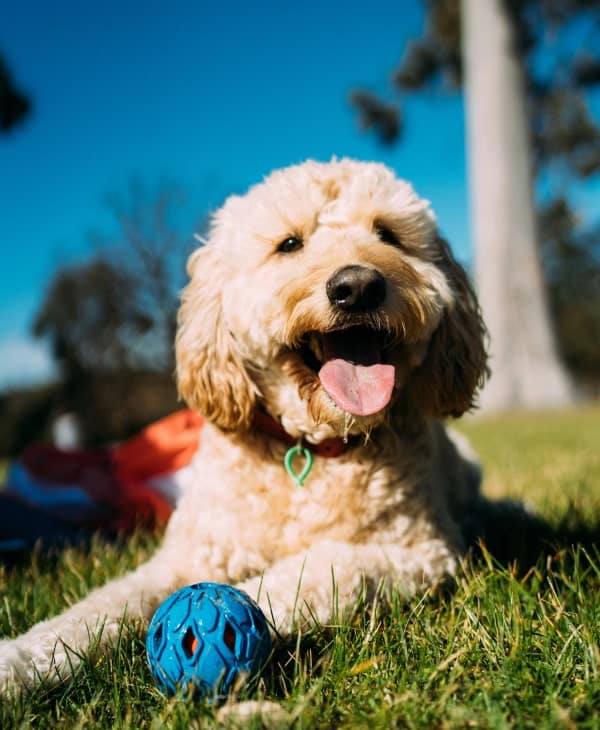 Happy dog sitting with his toy