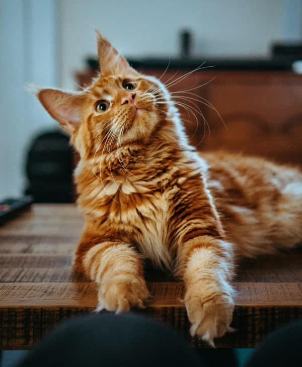 Brown pet cat sitting on a table and looking upward curiously