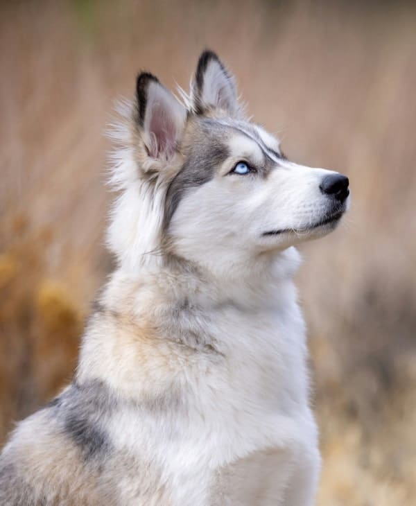 Dog sitting and looking at the owner curiously