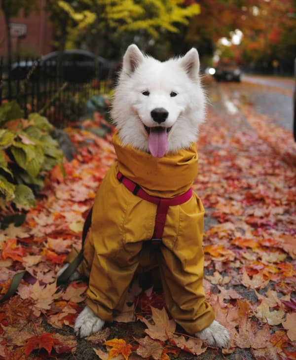 Happy fluppy white dog wearing a pant