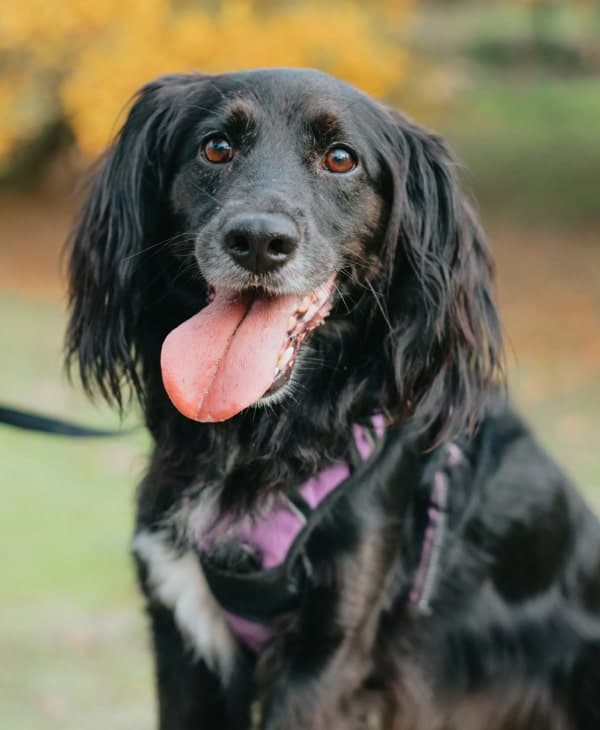 Cute pet dog showing his tongue