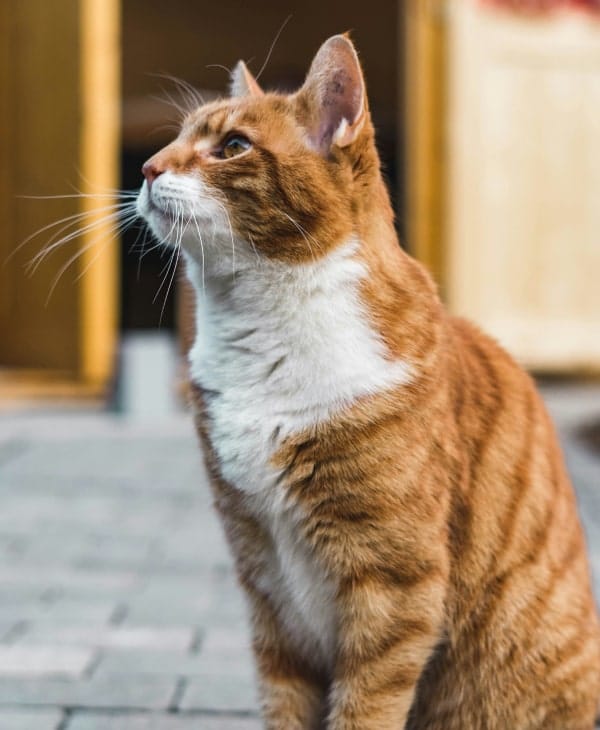 White and golden pet cat sitting and looking curiously