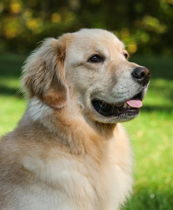 Cute happy dog sitting on grass