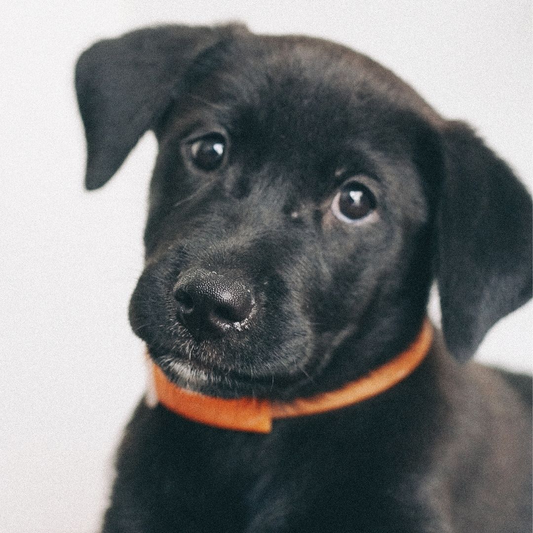 A black puppy