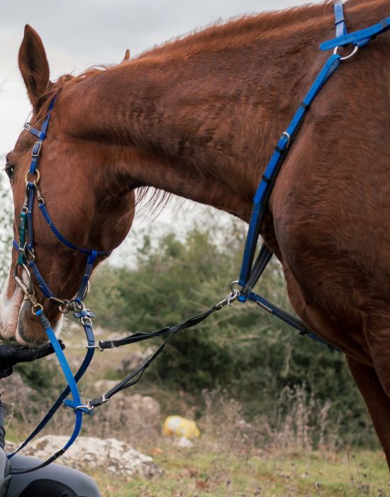 Woman feeding horse